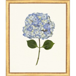 TLC- HYDRANGEA 1  20 X 24